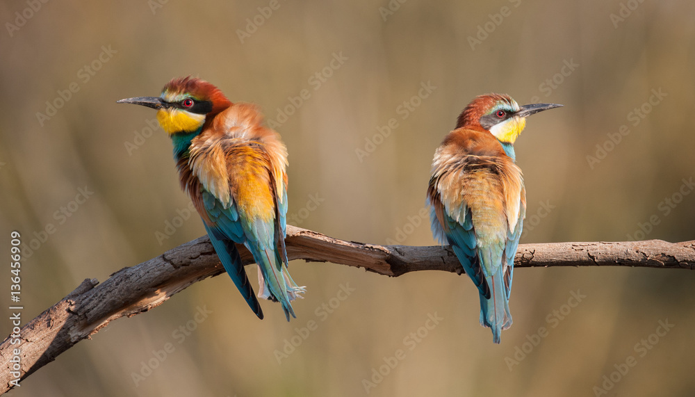 couple of bee-eaters on a stick