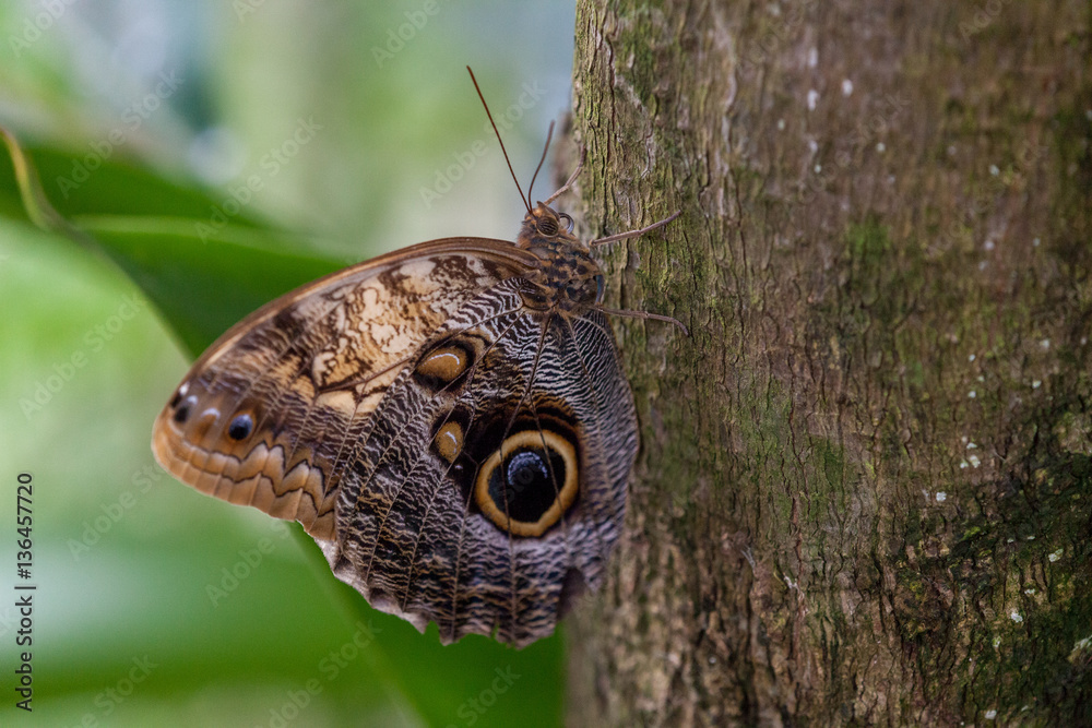 Wild Butterflies in Saint Martin Wild Butterflies in Saint Martin