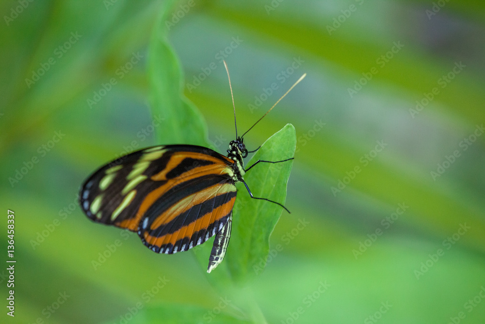 Wild Butterflies in Saint Martin Wild Butterflies in Saint Martin