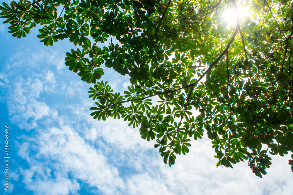 Fototapeta premium View up to the sky under the tree