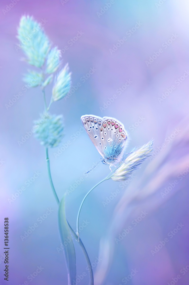 Naklejka premium Piękny jasnoniebieski motyl na ostrzu trawy na miękkim niebieskim tle bzu. Air soft romantyczny marzycielski artystyczny obraz wiosenne lato.