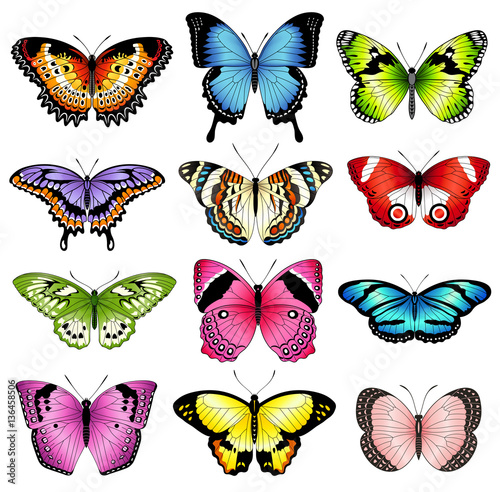 Vector color butterfly illustrations