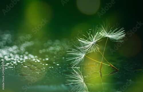 Seeds dandelion mirror reflection on Dark green background and drops dew sparkle with a beautiful golden bokeh. Wallpaper template background for design.