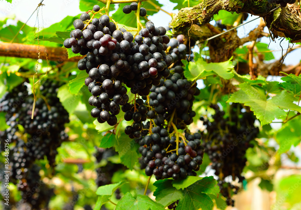 vineyard , grapes harvest