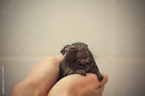 wet rodent in hands photo