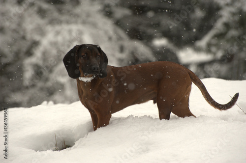 Bayerischer Gebirgsschweisshund photo