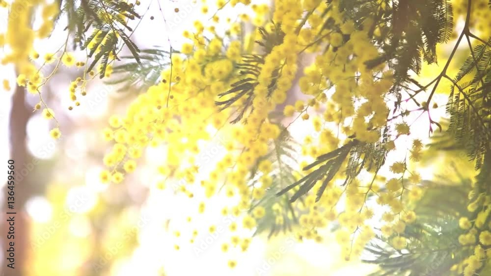 Mimosa tree.