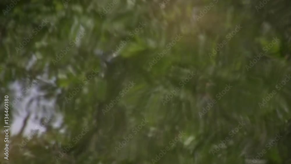 Reflection of the trees in water. Reflection of the trees in water.