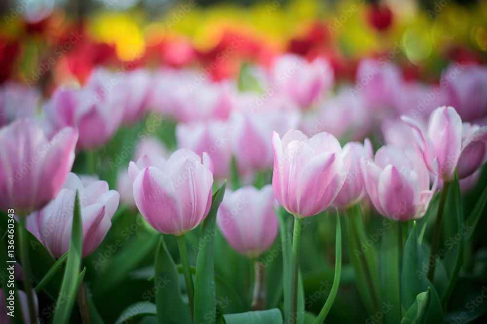 Tulip. Beautiful bouquet of tulips. colorful tulips. tulips in s