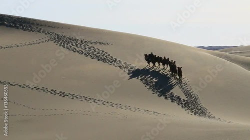 camels walking on Badain Jaran Desert in autumnal morning, Ejina, Alxa, Inner Mongolia, China,