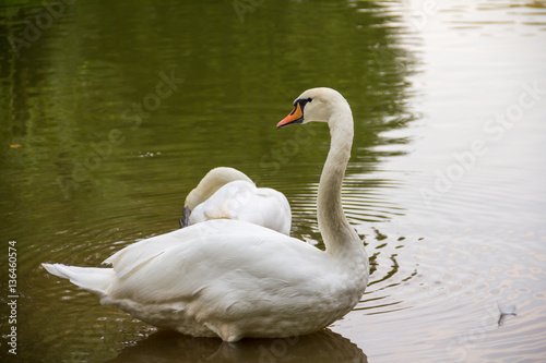 elegant beautiful pure white swan standing in lake park
