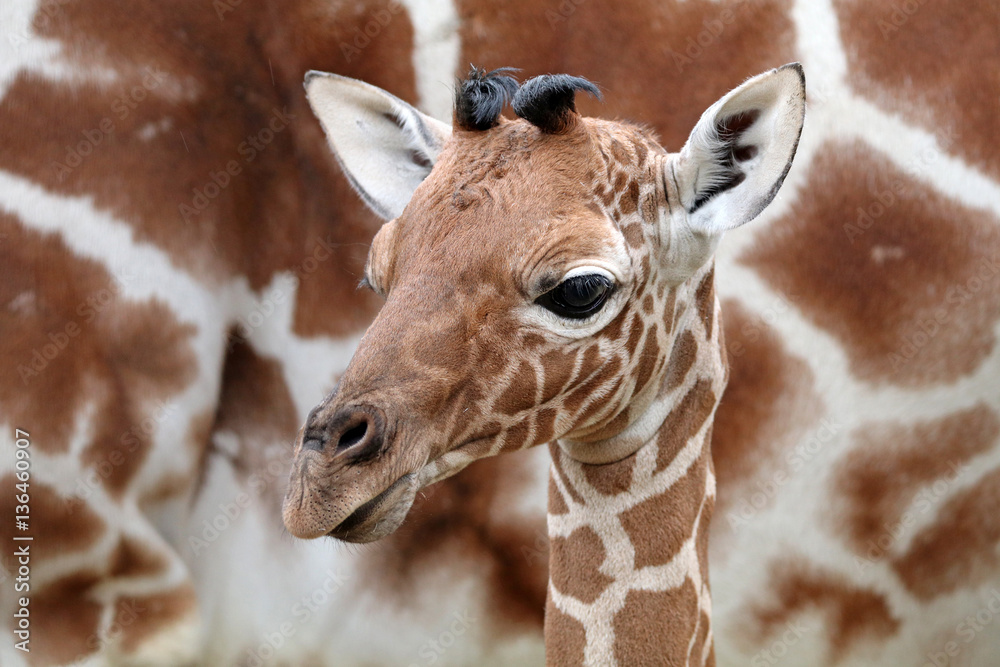 Naklejka premium Giraffe baby