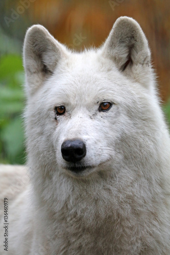 White Hudson Bay Wolf