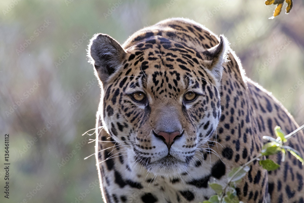 Jaguar Jaguar