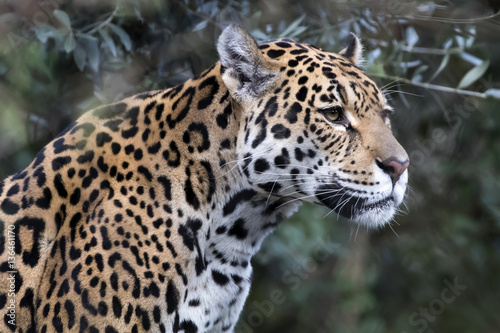 Jaguar © Edwin Butter