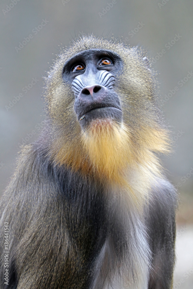 Obraz premium Mandrill