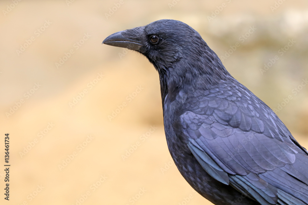 Fototapeta premium Crow