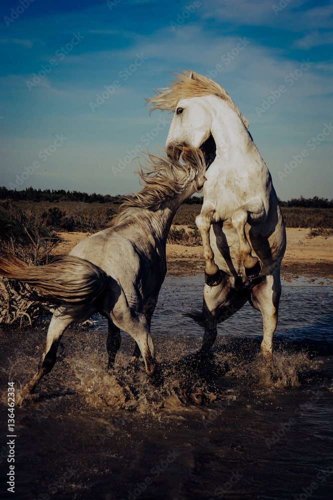Angry white Horses Biting each other Stock Photo Adobe Stock
