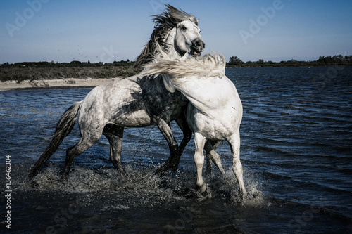 Angry white Horses Biting each other