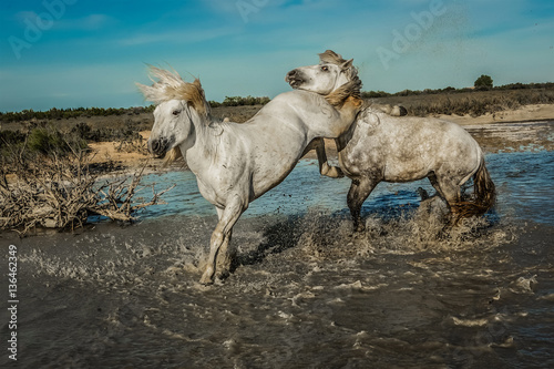 Fototapeta Naklejka Na Ścianę i Meble -  Angry white Horses Biting each other