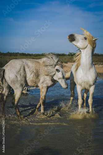 Fototapeta Naklejka Na Ścianę i Meble -  Angry white Horses Biting each other