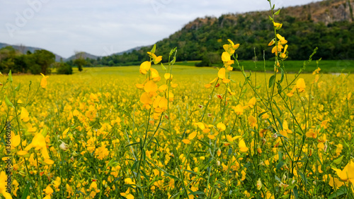 sun hemp field, sunn hemp, Crotalaria juncea photo