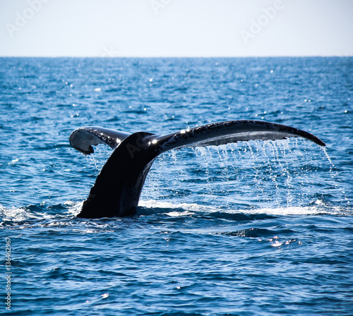 Humpback whale in Broome, western Australia