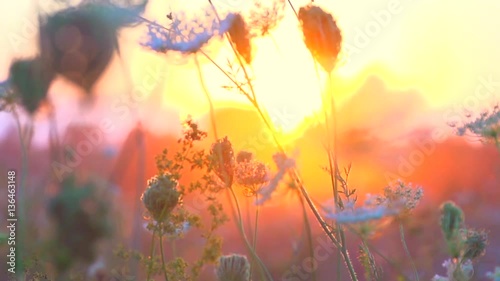 Wildflowers plants in a field at sunset, Meadow, nature. Slow motion 240 fps, high speed camera. Full HD 1080p video footage