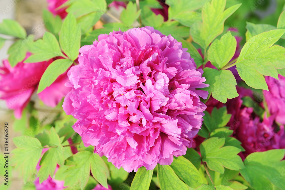 Pink peony in the garden. Pink peony in the garden.