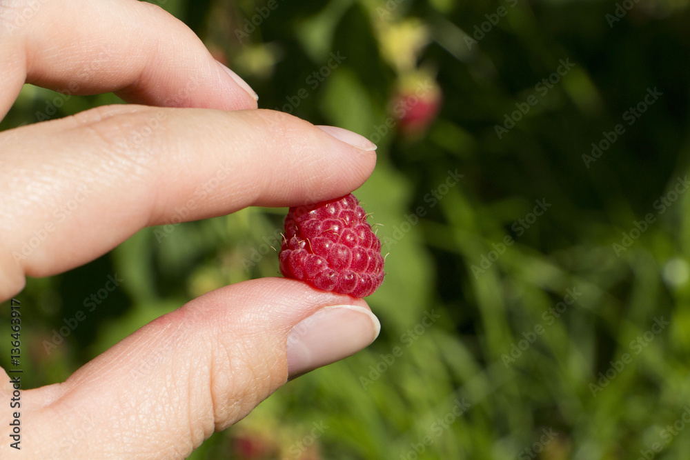 Ripe red raspberries in hand on a background of green grass in t Ripe red raspberries in hand on a background of green grass in t
