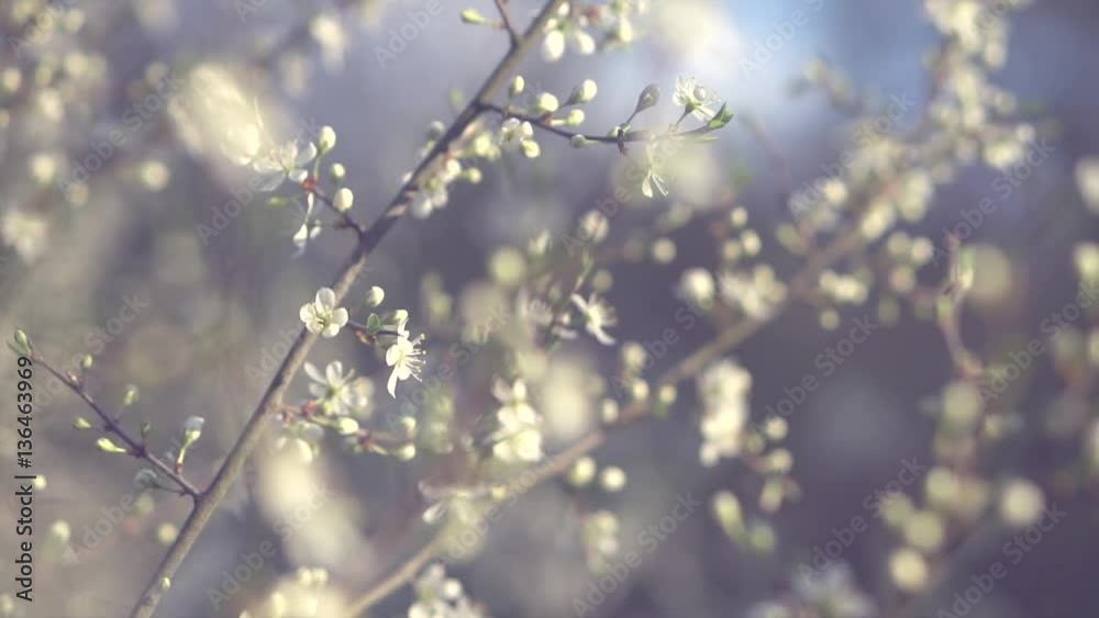 Spring blossom. Beautiful blooming trees in orchard, spring flowers. Springtime. Video of a peach flower blooming close up. Full HD 1080p, high speed camera shot, slow motion 240 fps