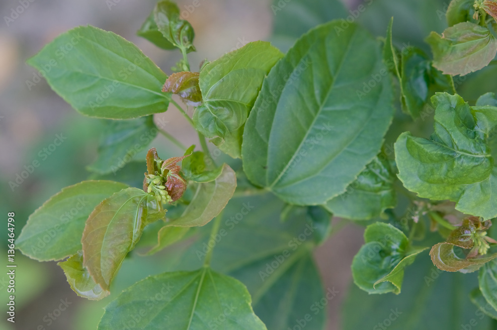 Purging Croton or Croton tiglium Linn with leaf curl disease Purging Croton or Croton tiglium Linn with leaf curl disease