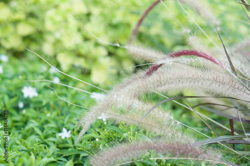 Needle Grass have blur green plant as background photo