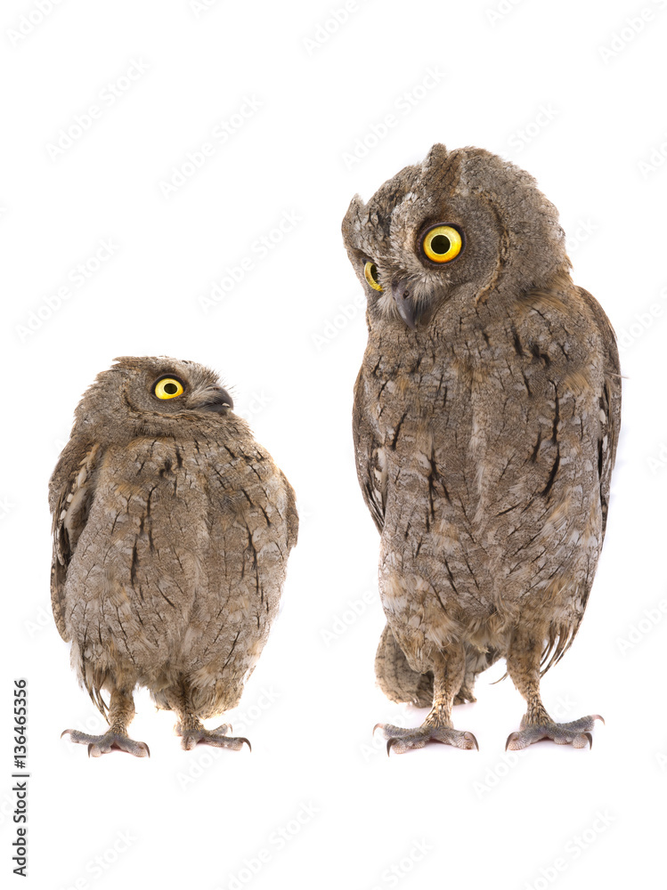 Fototapeta premium Two european scops owl