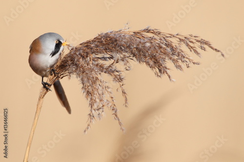 Bearded Tit