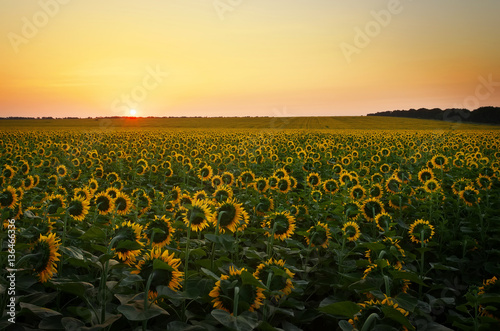 Sunflower fields during sunset. 