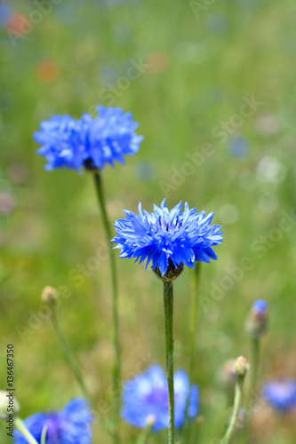 Bachelor's Button Flowers in Bloom in Field
