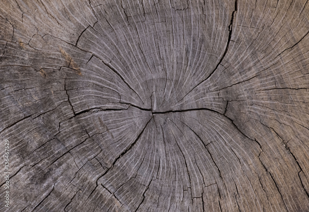 Fototapeta premium Woodgrain