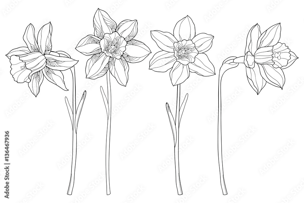 Vector set with outline narcissus or daffodil flowers in black isolated