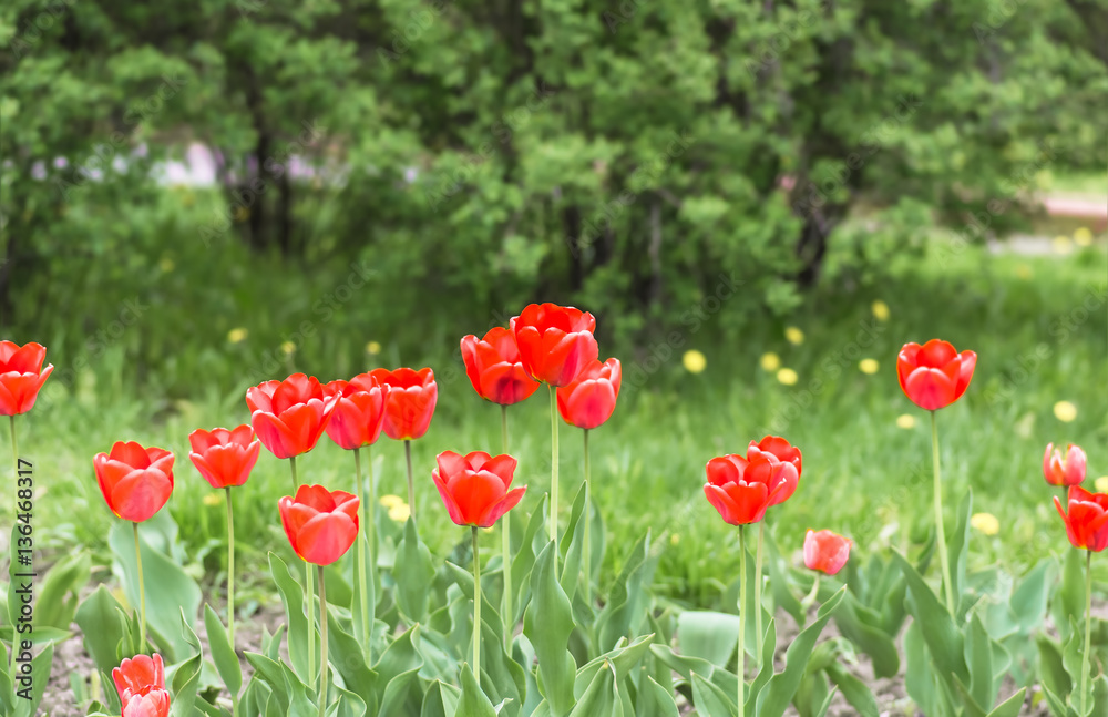 Obraz premium red tulips in the park. Spring landscape.