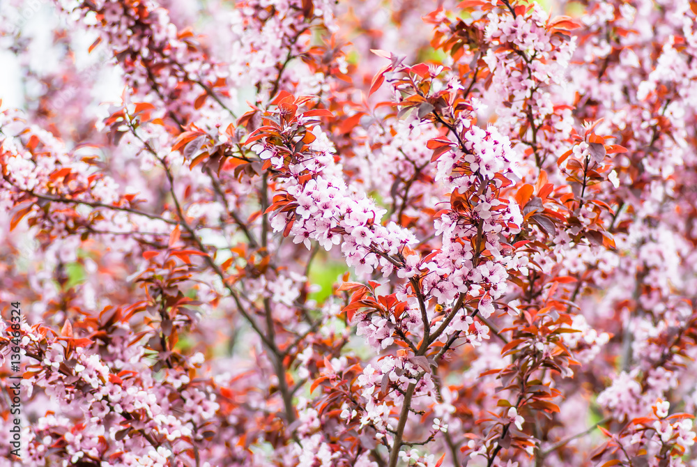 flowers and young leaves of cherry wood sakura