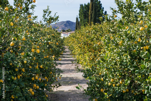 lemon grove