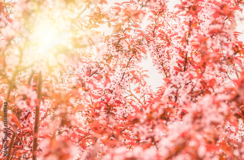 flowers and young leaves of cherry wood sakura flowers and young leaves of cherry wood sakura