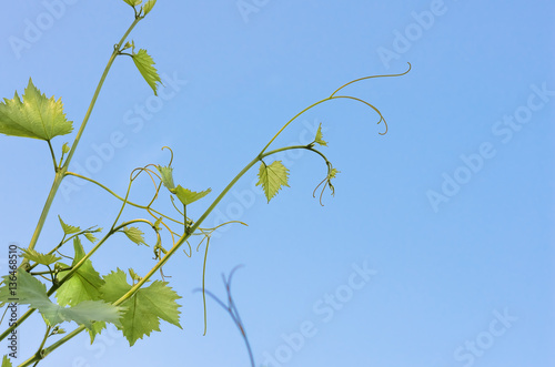 green leaves of grapes on a background of blue sky