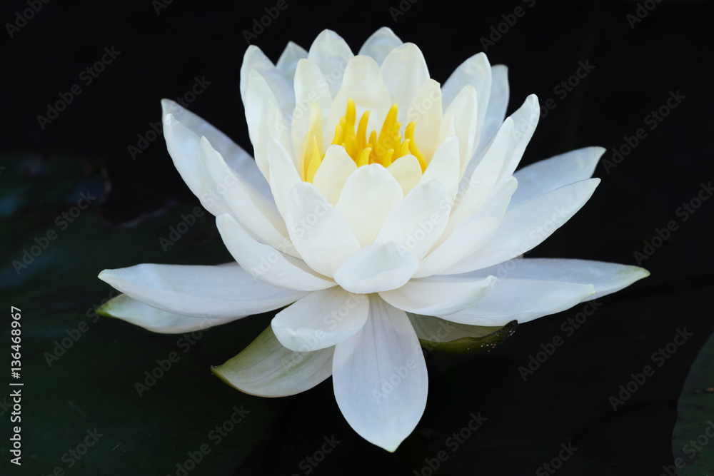 White lotus