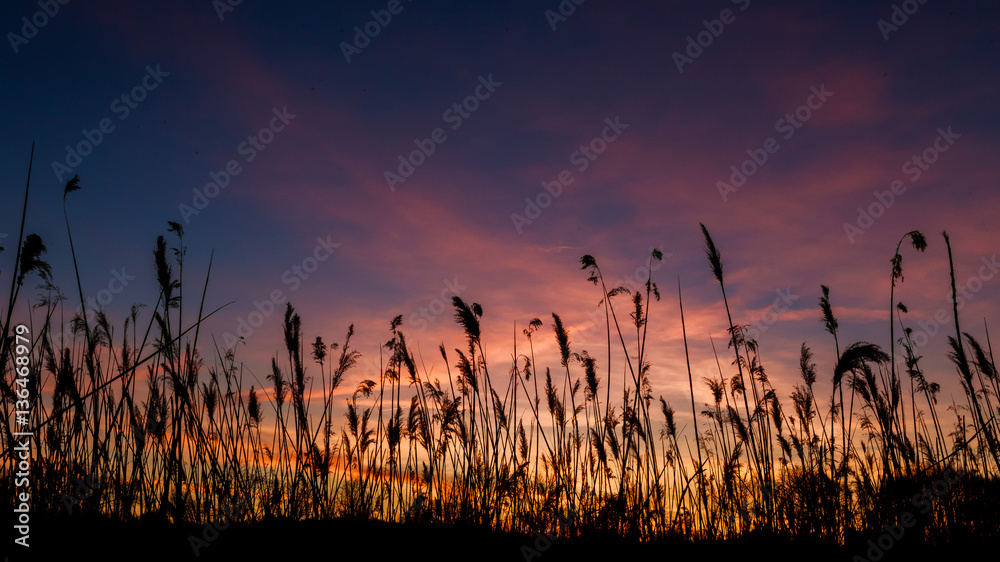 The bulrushes against sunlight over sky background in sunset with a flighting