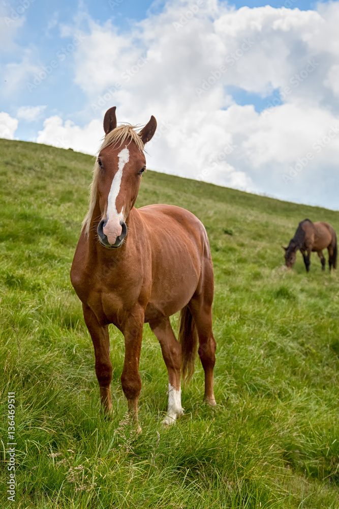 Obraz premium wild horse in the green grass on the mountain