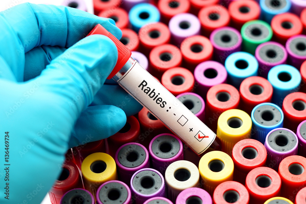 Fototapeta premium Rabies positive
