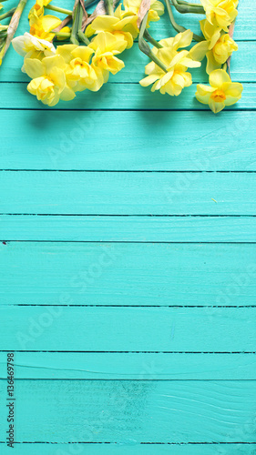 Fototapeta Naklejka Na Ścianę i Meble -  Border from yellow narcissus or daffodil flowers on aquamarine