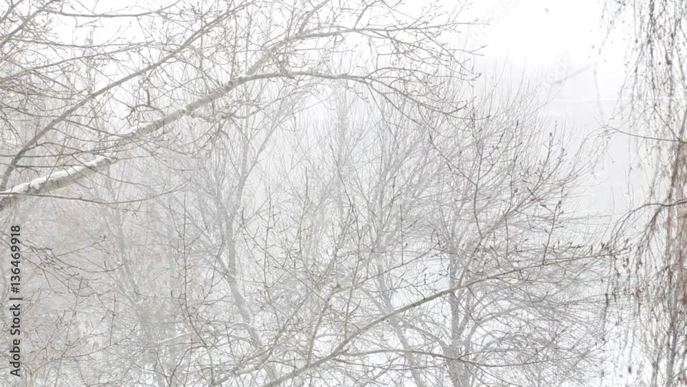 Snow falls on the wind through the branches of trees Snow falls on the wind through the branches of trees